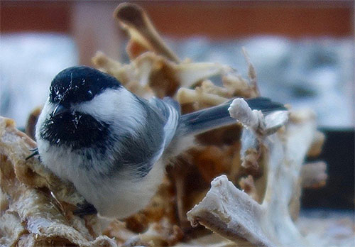 jpg A black-capped chickadee pecks at a frozen turkey carcass in Fairbanks, Alaska