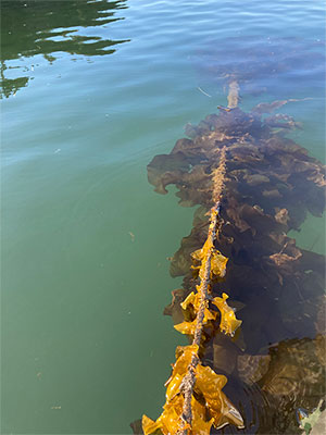 jpg Kelp farms could help reduce coastal marine pollution