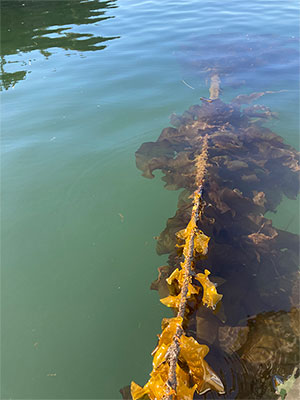 Kelp farms could help reduce coastal marine pollution