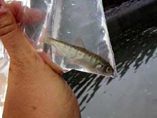 jpg Juvenile Coho Salmon