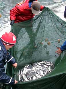 jpg Researchers inspect survey sample and find herring