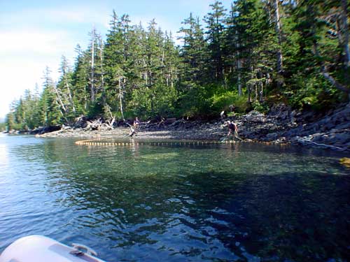 jpg Researchers capturing fish in Shotgun Cove 