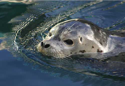 jpg harbor seal