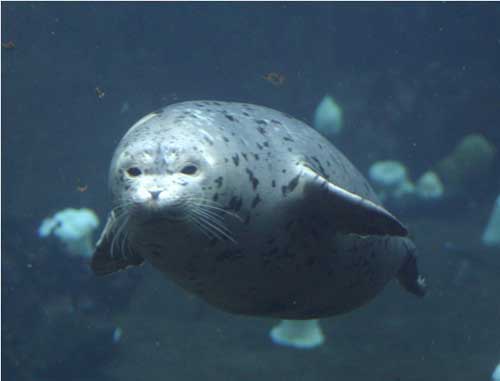 jpg Qilak harbor seal