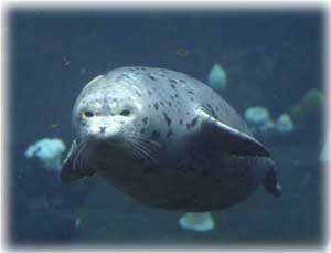 jpg Harbor Seal Decline