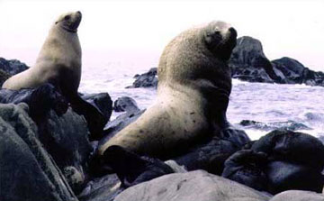 jpg steller sea lion cow & bull