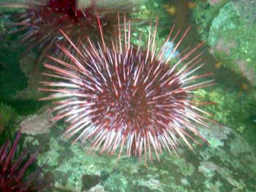 jpg Red Sea Urchin