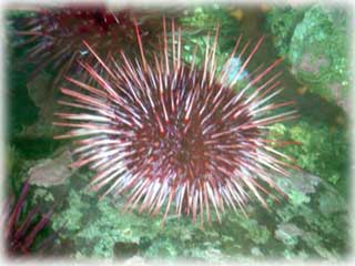 New Sea Urchin Plant...