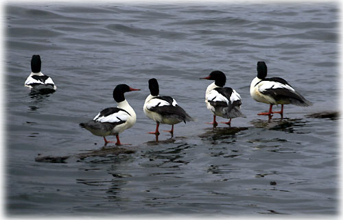 jpg merganser ducks hangin' out