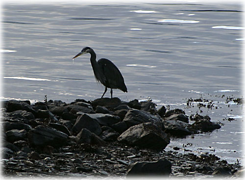 jpg blue heron