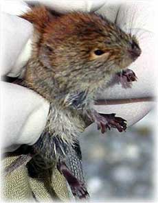 Why did the vole climb the tree?