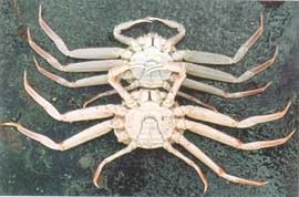 jpg bitter crab syndrome
