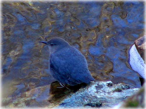 jpg American Dipper