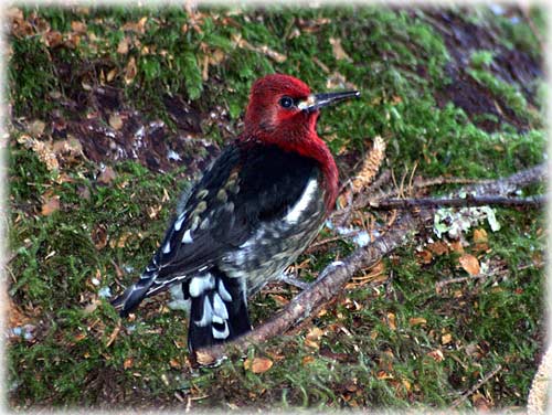 jpg Red-breasted sapsucker