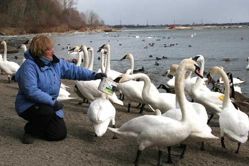 jpg Trumpter Swans