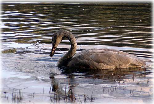 jpg gray juvenile trumpeter swan