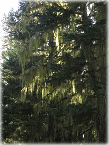 jpg lichen, witch's hair