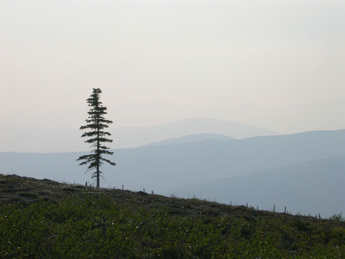 jpg Tree line is on the move in many areas of Alaska.