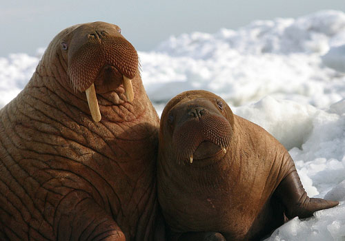 jpg Pacific Walrus