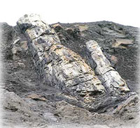 Rock redwoods in Sutton, stone bird tracks in Denali 