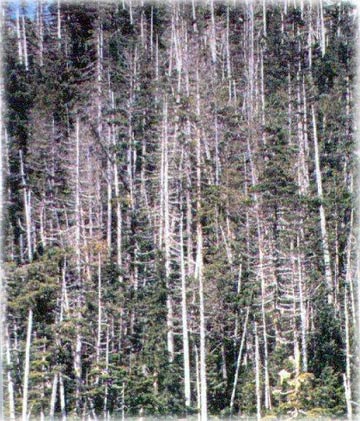 jpg Yellow-cedar are dying in Alaska: Scientists now know why