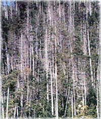 Yellow-cedar are dying in Alaska: Scientists now know why 