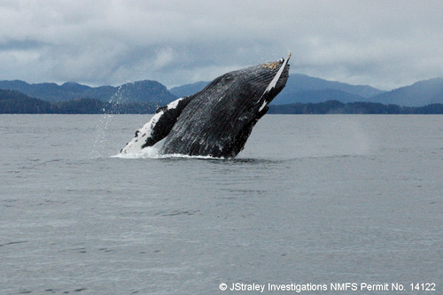 jpg A humpback whale breaches in Southeast Alaska waters