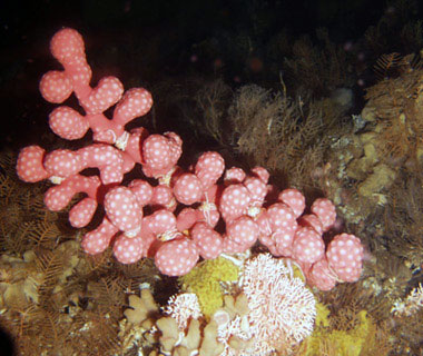jpg Paragorgia coral in the Aleutians gardens.