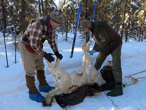 jpg Mystery of the South fork wolf