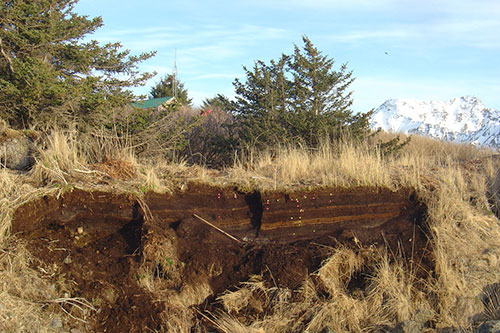 jpg A peat exposure near the village of Nanwalek that holds evidence of many volcanic eruptions and a few tsunamis.