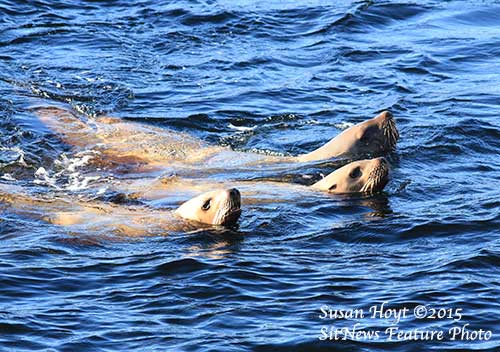 Front Page Photograph by SUSAN HOYT 