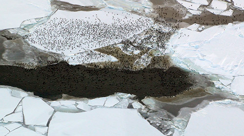 jpg Rafts of birds overwintering in the Bering Sea 