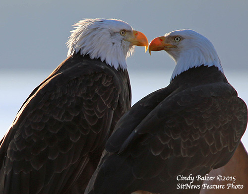 Front Page Photograph by CINDY BALZER