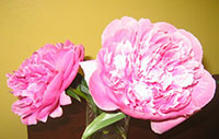 Peony farmers focus on agriculture labor needs
