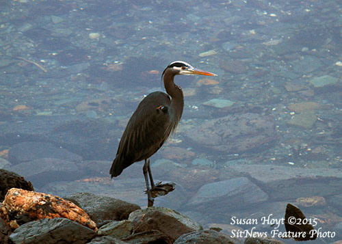 Front Page Photograph by SUSAN HOYT