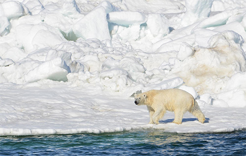 jpg Polar bears walking a treadmill of ice