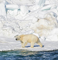 Polar bears walking a treadmill of ice
