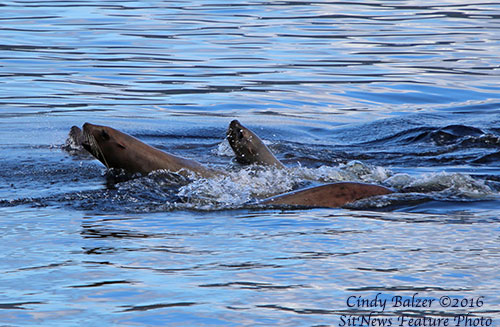 Hole in the Wall: Sea Lions By CINDY BALZER ©2016