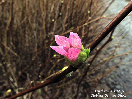 Harbinger of Spring? BY KEN ARRIOLA ©2016