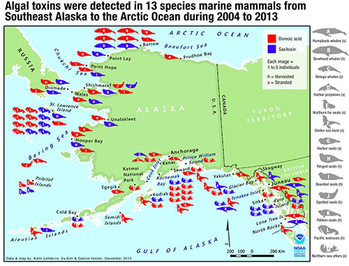 jpg Testing detects algal toxins in Alaska marine mammals