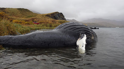 jpg Testing detects algal toxins in Alaska marine mammals