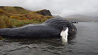 Testing detects algal toxins in Alaska marine mammals