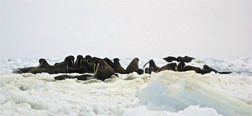 jpg Walruses among sea ice in the Bering Strait region.