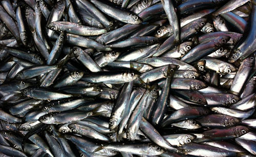 jpg Herring fishery's strength is in the sum of its parts, study finds 