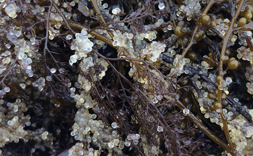 jpg Puget Sound herring eggs on seaweed.
