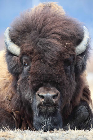 jpg Wood Bison's Death Leaves Void That Could Slow Herd's Expansion