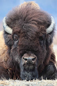 Wood Bison's Death Leaves Void That Could Slow Herd's Expansion