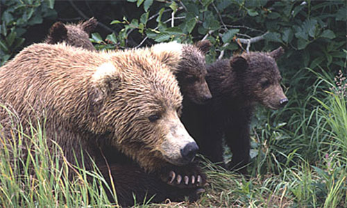 jpg Overturn of Fish and Wildlife Rule Moves Forward; Voids Carnivore Protections on Alaska National Wildlife Refuge 