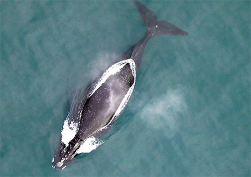 jpg What you need to know about the critically endangered whale you’ve never heard of