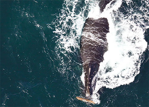 jpg "Smudgy" plays with a log in the Bering Sea 